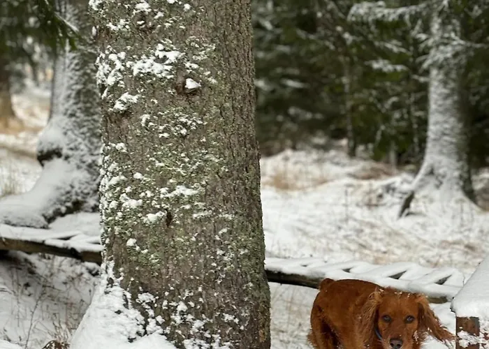 アパートホテル Raikov 3*